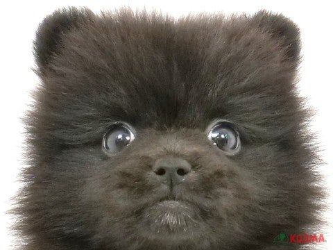 埼玉県のポメラニアン (コジマ浦和店/2024年3月30日生まれ/男の子/ブルーホワイト)の子犬