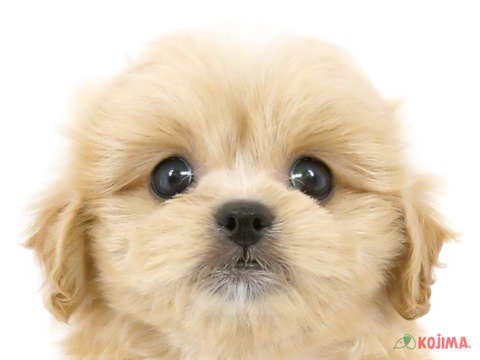 兵庫県のペキプー(ペキニーズ×プードル) (コジマ明石店/2024年4月8日生まれ/女の子/アプリコット)の子犬