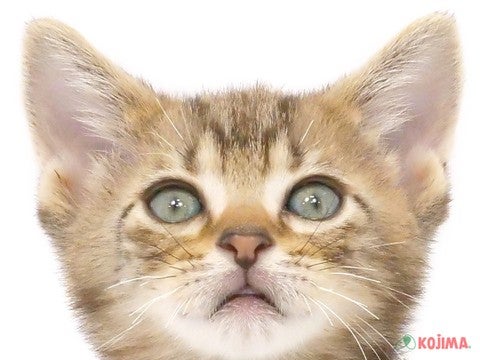 埼玉県のアメリカンショートヘアー (コジマ浦和店/2024年4月8日生まれ/男の子/ブラウンタビー)の子猫