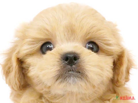 東京都のペキプー(ペキニーズ×プードル) (コジマ新小岩店/2024年4月8日生まれ/女の子/アプリコット)の子犬