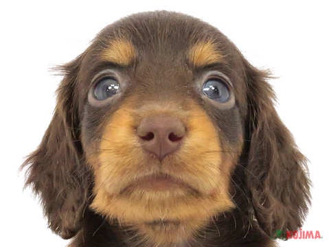 東京都のミニチュアダックスフンド(ロング) (コジマ国立店/2024年4月8日生まれ/男の子/チョコレートタン)の子犬