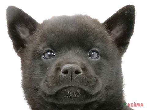 2024年4月6日生まれの甲斐犬の1枚目の写真