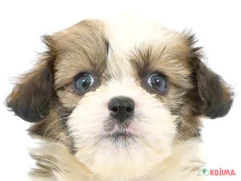 埼玉県のハーフ犬 (コジマ三郷店/2024年4月5日生まれ/男の子/レッドホワイト)の子犬
