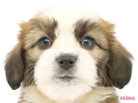 埼玉県のハーフ犬 (コジマ浦和店/2024年4月5日生まれ/男の子/レッドホワイト)の子犬