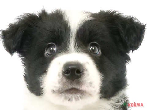 茨城県のボーダーコリー (コジマイーアスつくば店/2024年4月6日生まれ/男の子/ブラックホワイト)の子犬