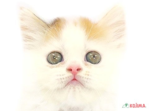 東京都のスコティッシュストレート (コジママチノマ大森店/2024年4月7日生まれ/女の子/ブラウンパッチドタビーホワイト)の子猫