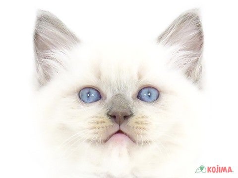 神奈川県のラグドール (コジマアリオ橋本店/2024年4月5日生まれ/男の子/ブルーポイントミテッド)の子猫
