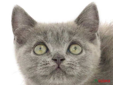 神奈川県のブリティッシュショートヘアー (コジマアリオ橋本店/2024年4月5日生まれ/女の子/ブルー)の子猫