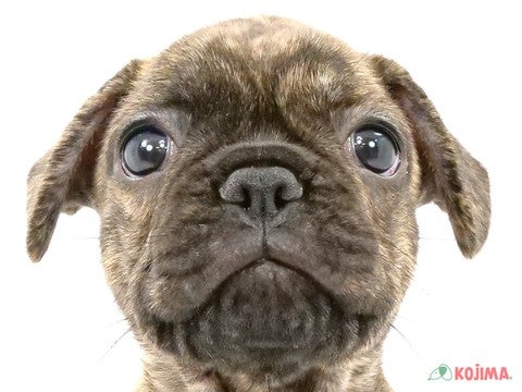 東京都のフレンチブルドッグ (コジママチノマ大森店/2024年4月2日生まれ/男の子/ブリンドル)の子犬