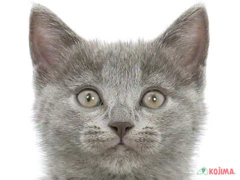 千葉県のシャルトリュー (コジマアリオ柏店/2024年4月5日生まれ/女の子/ブルー)の子猫