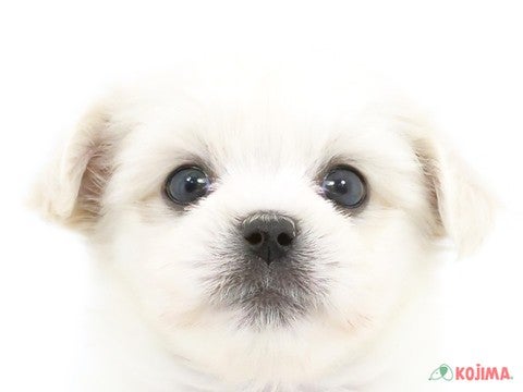 埼玉県のハーフ犬 (コジマモラージュ菖蒲店/2024年4月6日生まれ/男の子/クリーム)の子犬