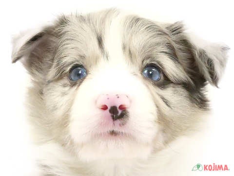 東京都のボーダーコリー (コジマ六本木店/2024年4月6日生まれ/男の子/ブルーマール)の子犬