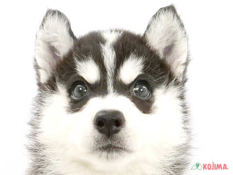 東京都のシベリアンハスキー (コジマGRAND亀戸店/2024年4月7日生まれ/女の子/ブラックホワイト)の子犬