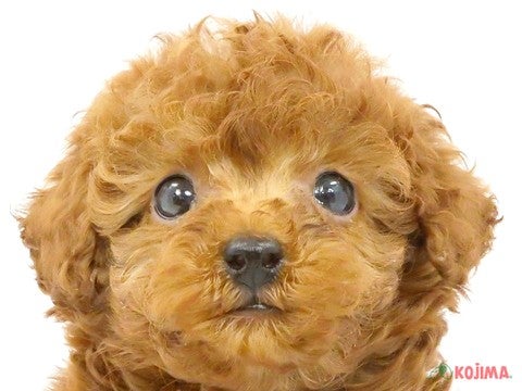東京都のトイプードル(トイ) (コジマ府中店/2024年4月6日生まれ/男の子/レッド)の子犬