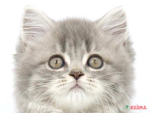 東京都のスコティッシュストレート (コジマアリオ亀有店/2024年4月2日生まれ/男の子/ブルータビー)の子猫