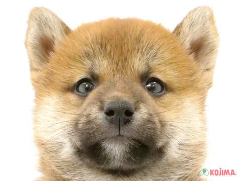 2024年4月7日生まれの柴犬(標準サイズ)の1枚目の写真