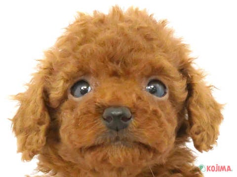 東京都のトイプードル(トイ) (コジマアリオ北砂店/2024年4月6日生まれ/男の子/レッド)の子犬