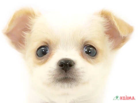 東京都のチワワ(ロング) (コジマ足立店/2024年4月6日生まれ/女の子/ホワイトクリーム)の子犬