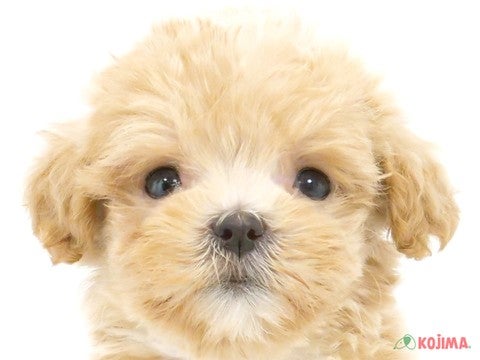 千葉県のマルプー(マルチーズ×プードル) (コジマ四街道店/2024年4月5日生まれ/男の子/クリーム)の子犬