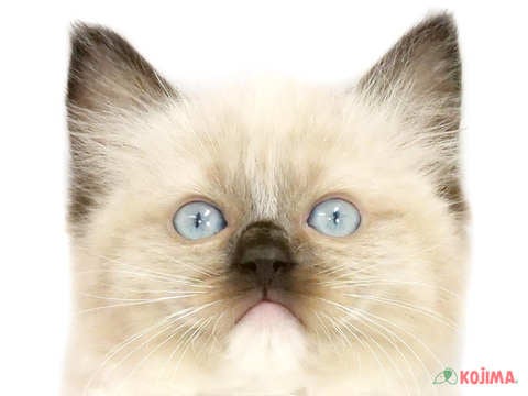 埼玉県のラグドール (コジマニトリ川越店/2024年4月7日生まれ/女の子/シールポイントミテッド)の子猫