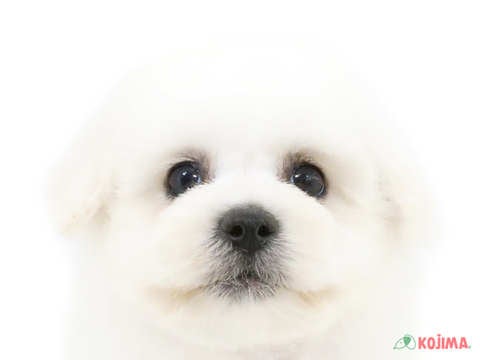 埼玉県のビションフリーゼ (コジマ大宮店/2024年4月6日生まれ/男の子/ホワイト)の子犬