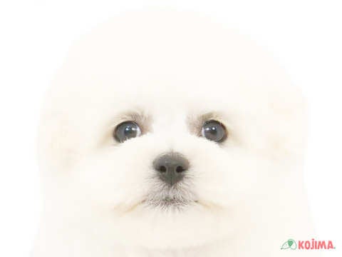 神奈川県のビションフリーゼ (コジマ横浜青葉店/2024年4月6日生まれ/男の子/ホワイト)の子犬