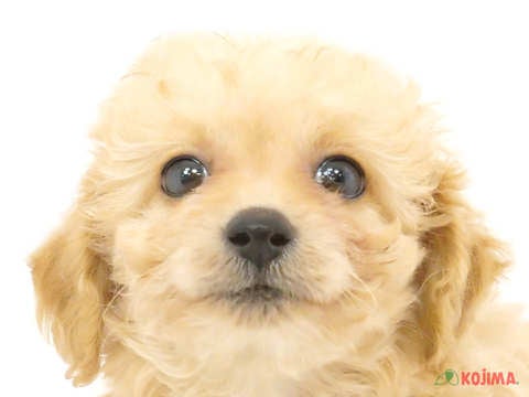 埼玉県のマルプー(マルチーズ×プードル) (コジマ大宮店/2024年4月6日生まれ/女の子/アプリコット)の子犬