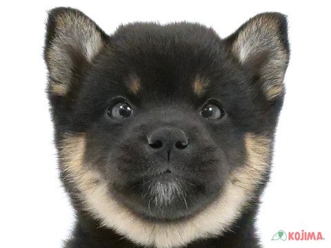 2024年4月6日生まれの柴犬(標準サイズ)の1枚目の写真