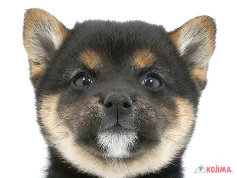 神奈川県の柴犬(標準サイズ) (コジマ横浜青葉店/2024年4月6日生まれ/女の子/黒)の子犬