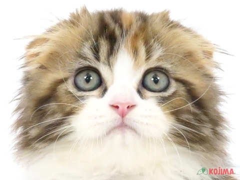 東京都のスコティッシュフォールド (コジママチノマ大森店/2024年4月6日生まれ/女の子/ブラウンパッチドタビーホワイト)の子猫