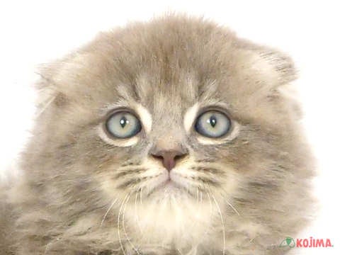 千葉県のスコティッシュフォールド (コジマアリオ柏店/2024年4月6日生まれ/男の子/ブルータビー)の子猫