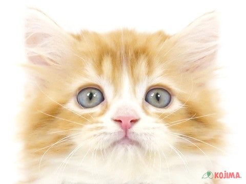 東京都のスコティッシュストレート (コジマ高井戸店/2024年4月6日生まれ/女の子/レッドタビーホワイト)の子猫