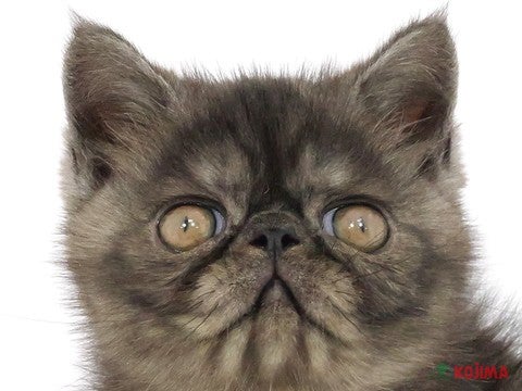 東京都のエキゾチックショートヘアー (コジマ目黒店/2024年4月3日生まれ/男の子/ブラックスモーク)の子猫
