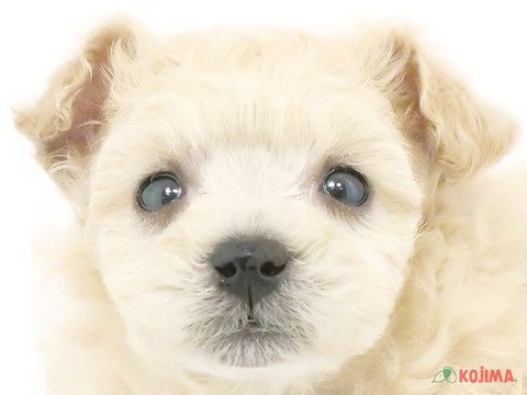 兵庫県のマルプー(マルチーズ×プードル) (コジマ明石店/2024年3月26日生まれ/女の子/クリーム)の子犬