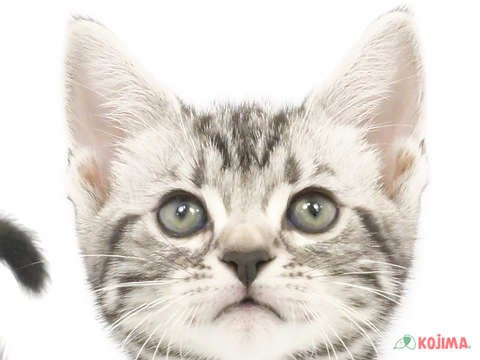 茨城県のアメリカンショートヘアー (コジマイーアスつくば店/2024年4月7日生まれ/女の子/シルバータビー)の子猫
