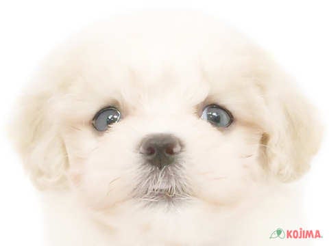 茨城県のマルプー(マルチーズ×プードル) (コジマイーアスつくば店/2024年4月6日生まれ/女の子/ホワイトクリーム)の子犬