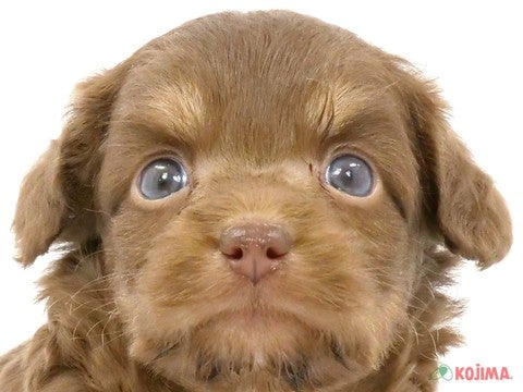 千葉県のチワプー/プーチー(チワワ×プードル) (コジマアリオ柏店/2024年4月6日生まれ/女の子/チョコレートタン)の子犬