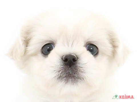 東京都のハーフ犬 (コジマアリオ亀有店/2024年4月6日生まれ/女の子/クリーム)の子犬