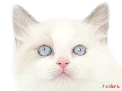 千葉県のラグドール (コジマアリオ柏店/2024年4月5日生まれ/女の子/ブルーポイントバイカラー)の子猫