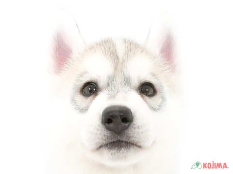 東京都のシベリアンハスキー (コジマアリオ亀有店/2024年4月6日生まれ/男の子/シルバーホワイト)の子犬