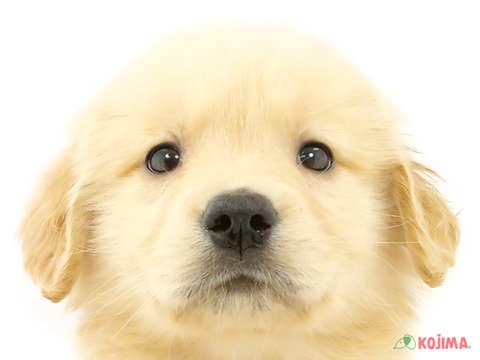 神奈川県のゴールデンレトリバー (コジマニトリモール相模原店/2024年4月7日生まれ/男の子/ゴールデン)の子犬