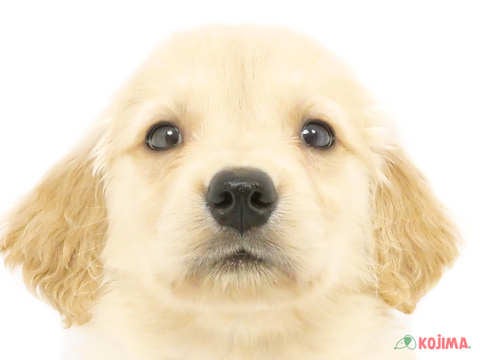 東京都のゴールデンレトリバー (コジマ府中店/2024年4月7日生まれ/男の子/ゴールデン)の子犬