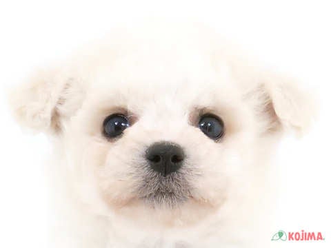 神奈川県のハーフ犬 (コジマ横浜青葉店/2024年4月4日生まれ/女の子/ホワイト)の子犬