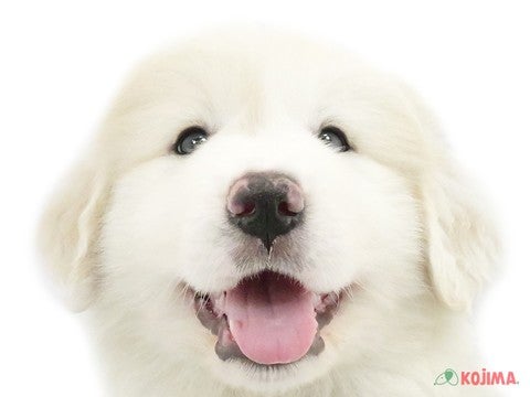 埼玉県のグレートピレニーズ (コジマモラージュ菖蒲店/2024年4月7日生まれ/女の子/ホワイト)の子犬