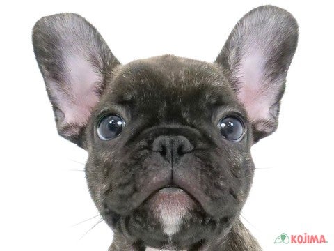 東京都のフレンチブルドッグ (コジマ府中店/2024年4月2日生まれ/女の子/ブリンドル)の子犬