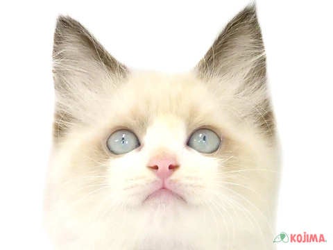 神奈川県のラグドール (コジマニトリモール相模原店/2024年4月1日生まれ/男の子/シールポイントバイカラー)の子猫