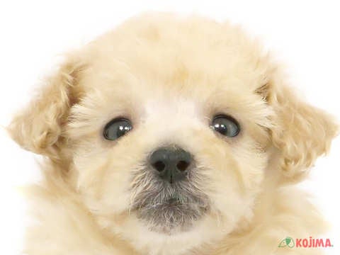 東京都のマルプー(マルチーズ×プードル) (コジマアリオ葛西店/2024年3月26日生まれ/女の子/アプリコット)の子犬