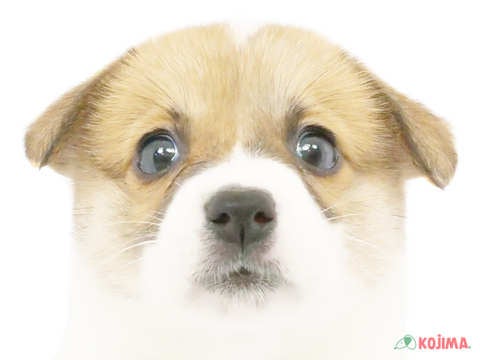 東京都のウェルシュコーギーペンブローク (コジマアリオ北砂店/2024年4月6日生まれ/女の子/セーブルホワイト)の子犬
