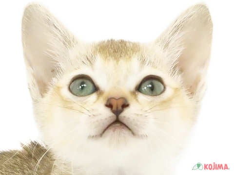 東京都のシンガプーラ (コジマ六本木店/2024年4月4日生まれ/女の子/セピアアグーティ)の子猫