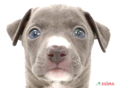 千葉県のイタリアングレーハウンド (コジマアリオ柏店/2024年4月2日生まれ/男の子/ブルーホワイト)の子犬